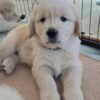 IMG_4923 Golden Retriever Puppies for Adoption: Healthy & Raised with Care