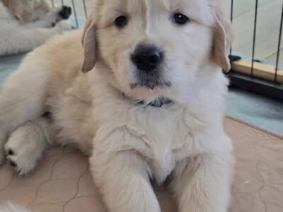 Golden Retriever Puppies for Adoption: Healthy & Raised with Care