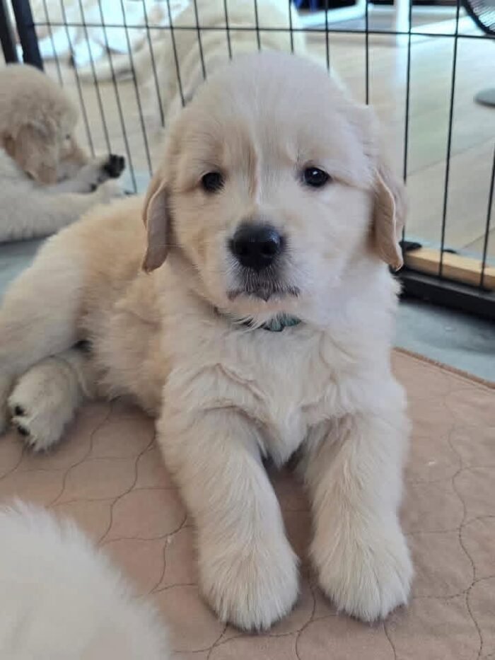 IMG_4923 Golden Retriever Puppies for Adoption: Healthy & Raised with Care