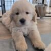 IMG_4924 Golden Retriever Puppies for Adoption: Healthy & Raised with Care