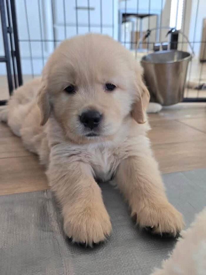 IMG_4924 Golden Retriever Puppies for Adoption: Healthy & Raised with Care