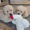 IMG_4925 Golden Retriever Puppies for Adoption: Healthy & Raised with Care