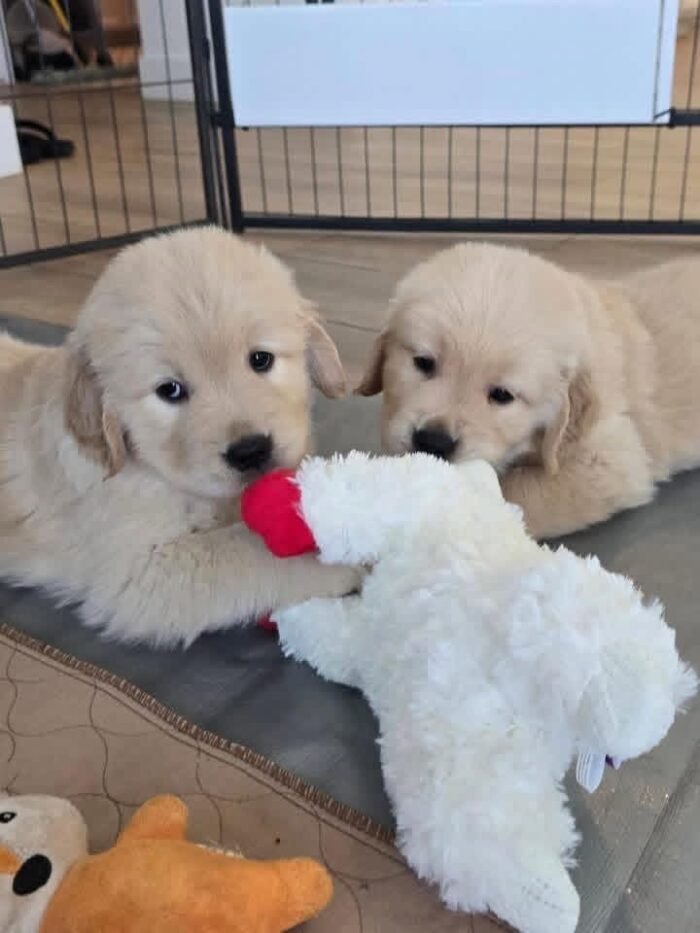 IMG_4925 Golden Retriever Puppies for Adoption: Healthy & Raised with Care