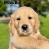 IMG_4929 Adopt AKC Golden Retriever Puppies | 5 Males Available