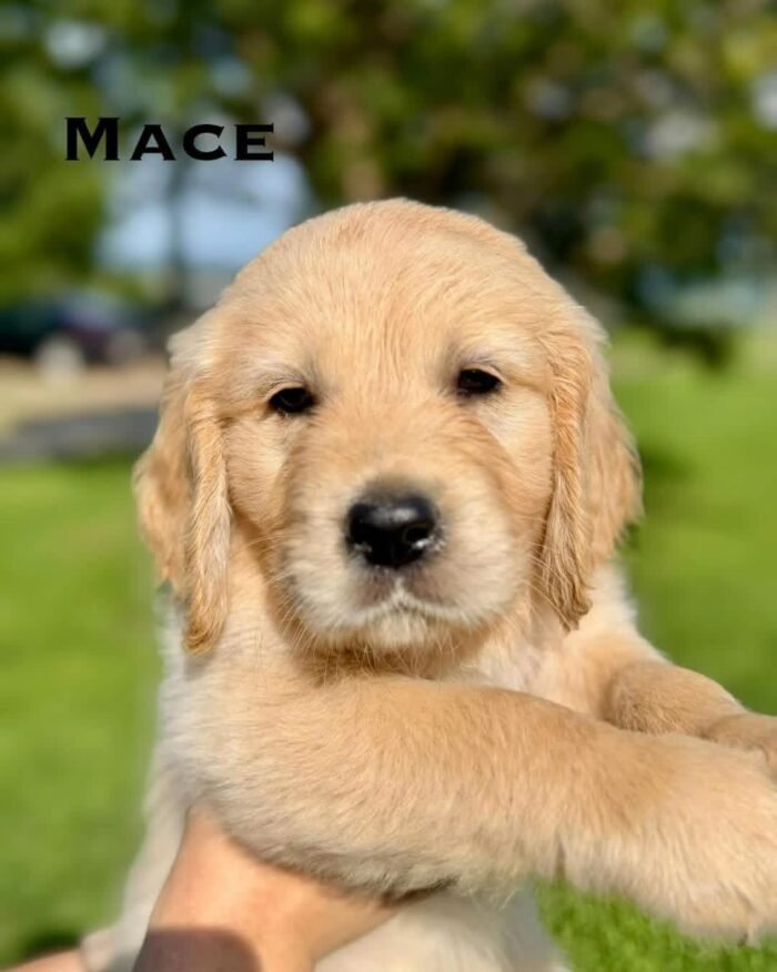 IMG_4929 Adopt AKC Golden Retriever Puppies | 5 Males Available