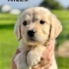 IMG_4930 Adopt AKC Golden Retriever Puppies | 5 Males Available
