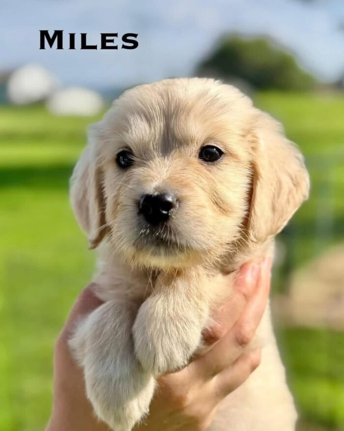 IMG_4930 Adopt AKC Golden Retriever Puppies | 5 Males Available