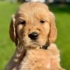 IMG_4931 Adopt AKC Golden Retriever Puppies | 5 Males Available