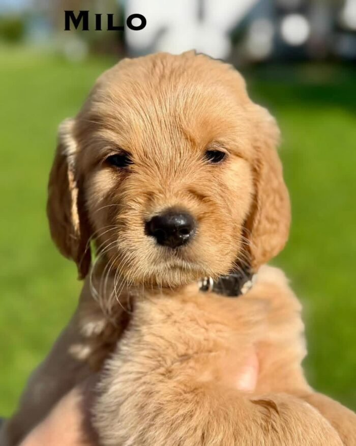 IMG_4931 Adopt AKC Golden Retriever Puppies | 5 Males Available