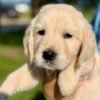 IMG_4932 Adopt AKC Golden Retriever Puppies | 5 Males Available