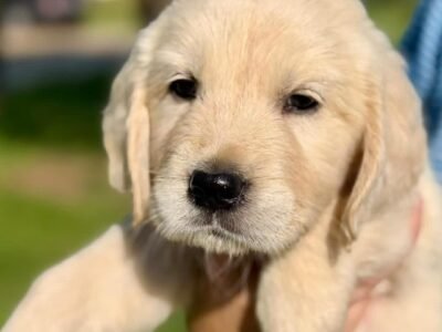 Adopt AKC Golden Retriever Puppies | 5 Males Available