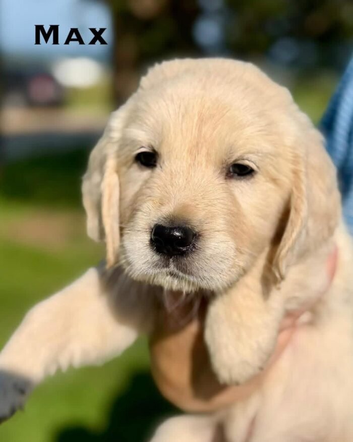 IMG_4932 Adopt AKC Golden Retriever Puppies | 5 Males Available