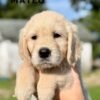 IMG_4933 Adopt AKC Golden Retriever Puppies | 5 Males Available