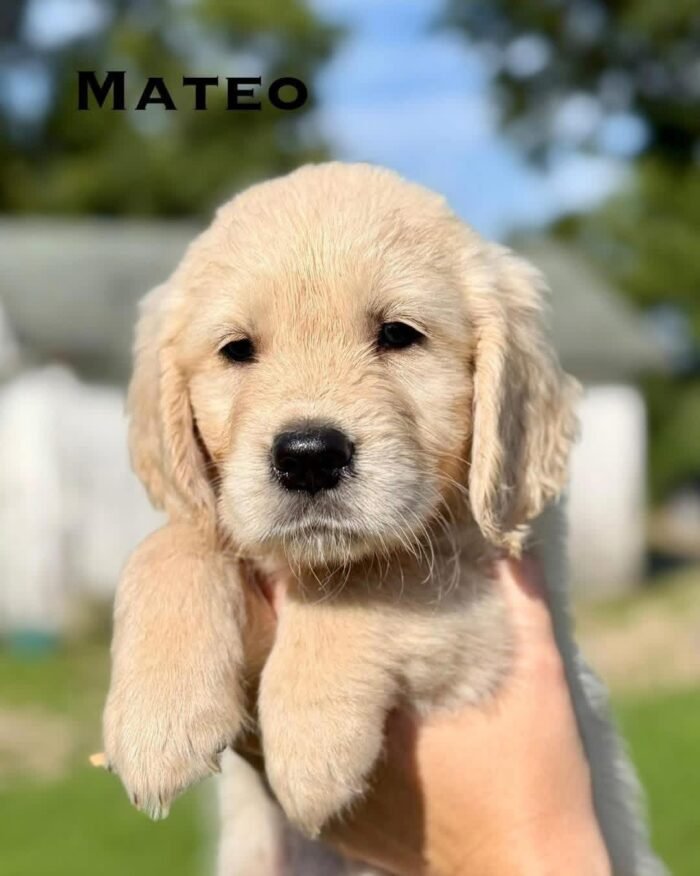 IMG_4933 Adopt AKC Golden Retriever Puppies | 5 Males Available