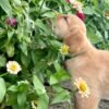 Adopt Leo | Special Needs Puppy Looking for a Loving Home