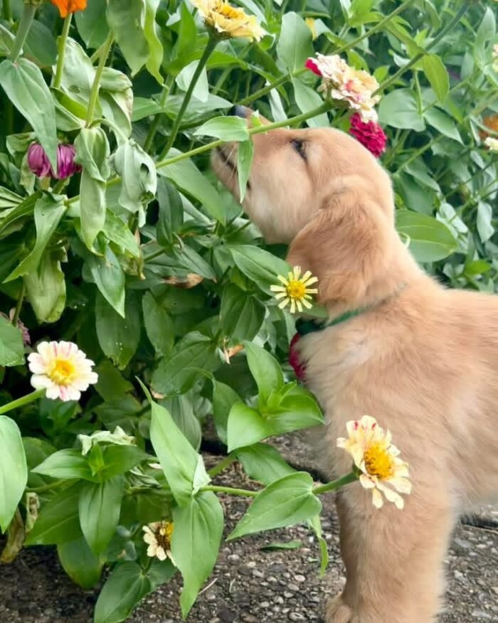Adopt Leo | Special Needs Puppy Looking for a Loving Home