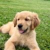 Adopt Leo | Special Needs Puppy Looking for a Loving Home