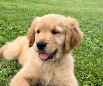Adopt Leo | Special Needs Puppy Looking for a Loving Home