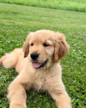 Adopt Leo | Special Needs Puppy Looking for a Loving Home