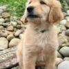 Adopt Leo | Special Needs Puppy Looking for a Loving Home