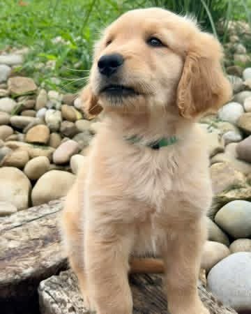 Adopt Leo | Special Needs Puppy Looking for a Loving Home