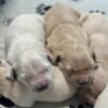 IMG_4939 AKC European Champion Lineage Golden Retriever Puppies | "M" Litter