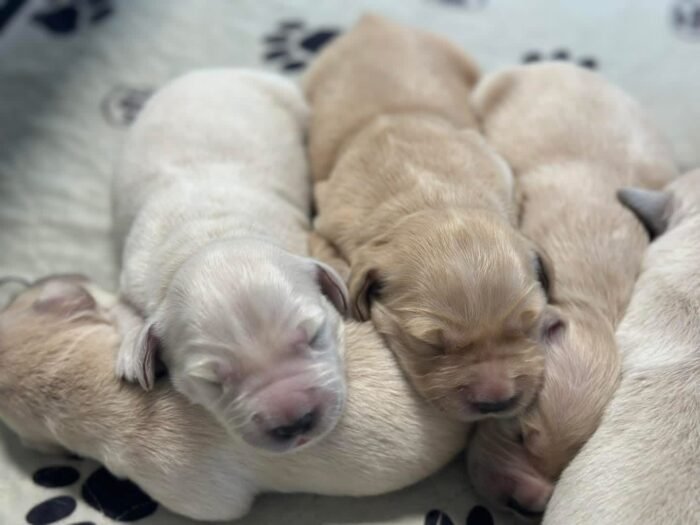 IMG_4939 AKC European Champion Lineage Golden Retriever Puppies | "M" Litter