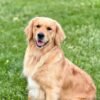 IMG_4940 AKC European Champion Lineage Golden Retriever Puppies | "M" Litter