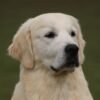 IMG_4941 AKC European Champion Lineage Golden Retriever Puppies | "M" Litter