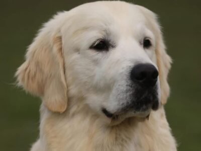 AKC European Champion Lineage Golden Retriever Puppies | "M" Litter