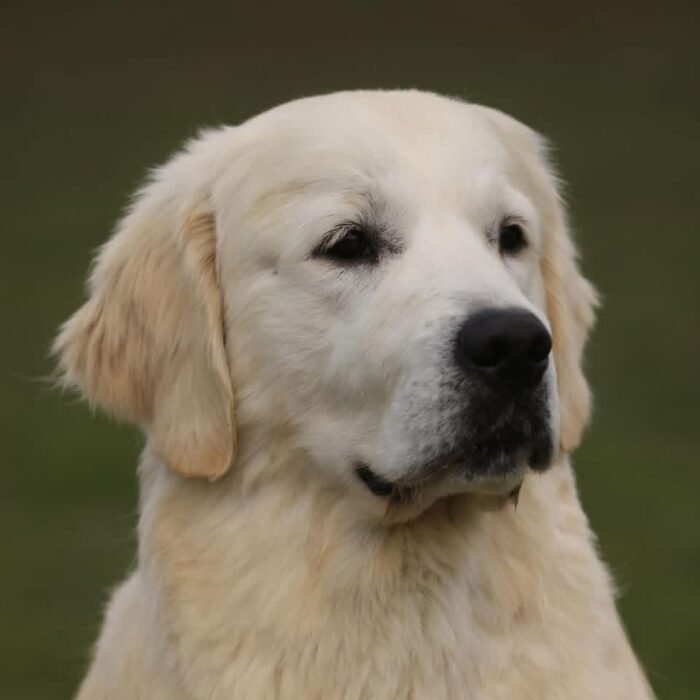 IMG_4941 AKC European Champion Lineage Golden Retriever Puppies | "M" Litter