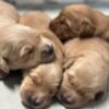 AKC Golden Retriever Puppies Available – "L" Litter