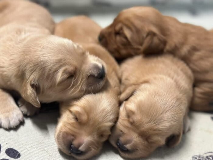AKC Golden Retriever Puppies Available – "L" Litter