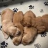 AKC Golden Retriever Puppies Available – "L" Litter