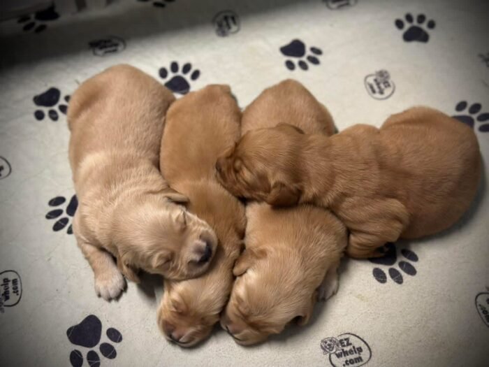 AKC Golden Retriever Puppies Available – "L" Litter