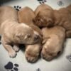 AKC Golden Retriever Puppies Available – "L" Litter