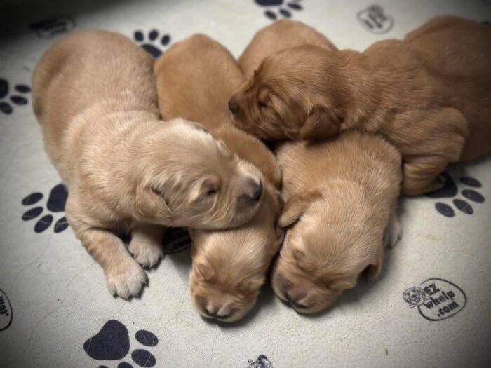 AKC Golden Retriever Puppies Available – "L" Litter
