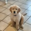 Kip Has Found His Forever Home!