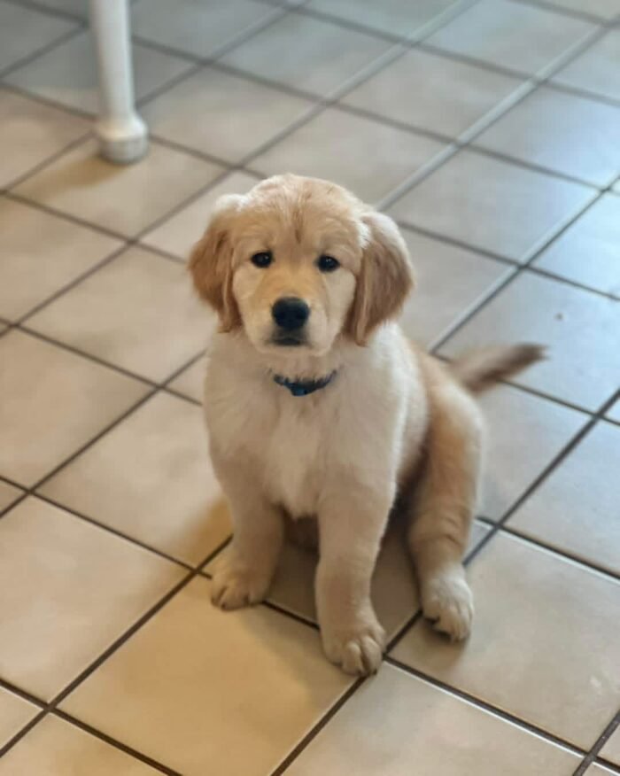 Kip Has Found His Forever Home!