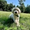 Adopt Mr. Green | Handsome Shiloh & Obi Puppy Available