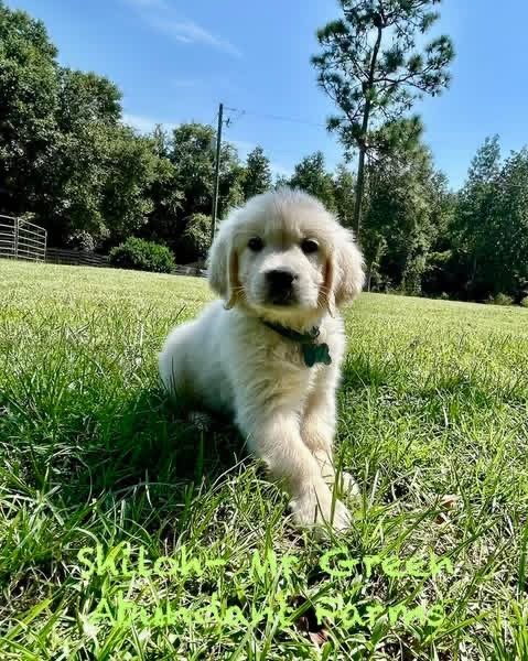 Adopt Mr. Green | Handsome Shiloh & Obi Puppy Available