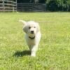 Adopt Mr. Green | Handsome Shiloh & Obi Puppy Available