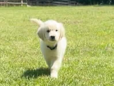 Adopt Mr. Green | Handsome Shiloh & Obi Puppy Available