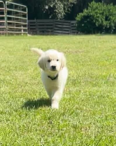 Adopt Mr. Green | Handsome Shiloh & Obi Puppy Available