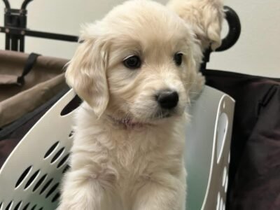 AKC English Cream Golden Retrievers | Tess & Boomer Litter
