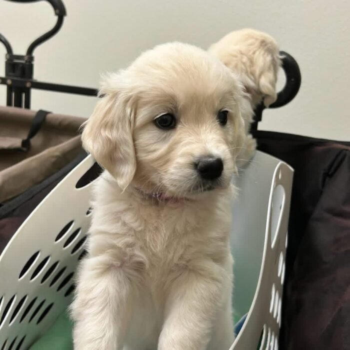 AKC English Cream Golden Retrievers | Tess & Boomer Litter