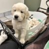 AKC English Cream Golden Retrievers | Tess & Boomer Litter