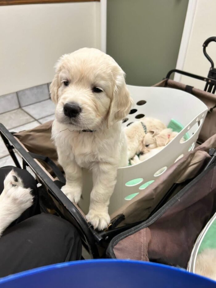 AKC English Cream Golden Retrievers | Tess & Boomer Litter