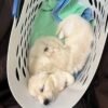 AKC English Cream Golden Retrievers | Tess & Boomer Litter