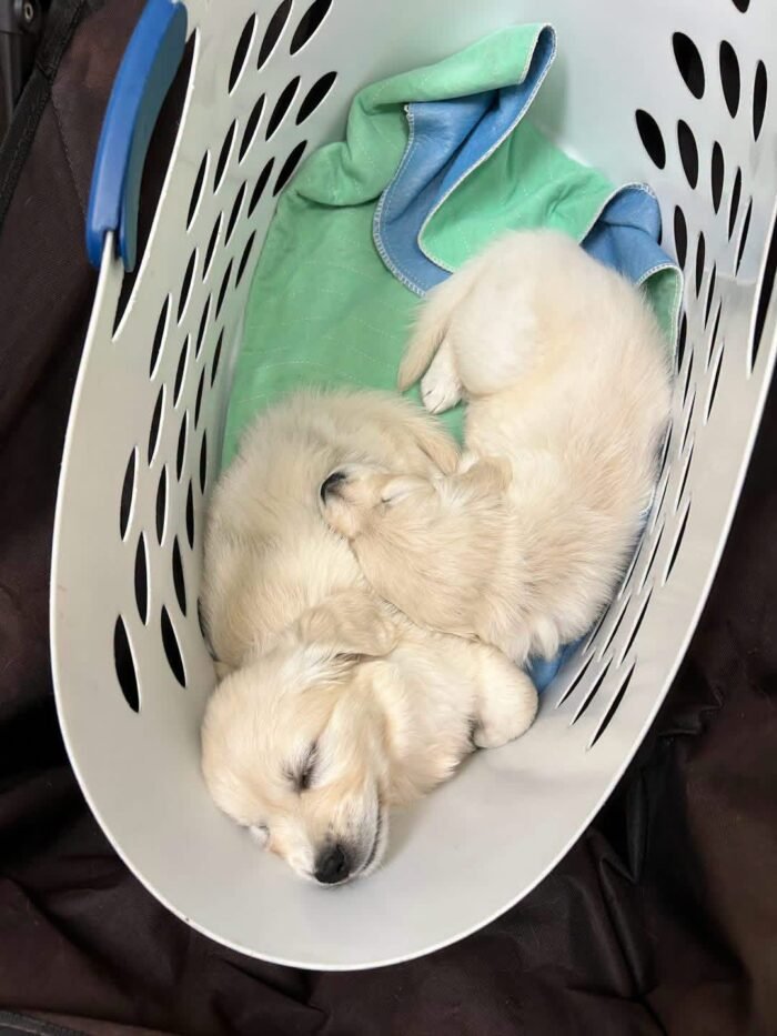 AKC English Cream Golden Retrievers | Tess & Boomer Litter